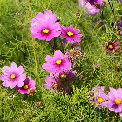 Schmuckk  rbchen - Cosmos bipinnatus