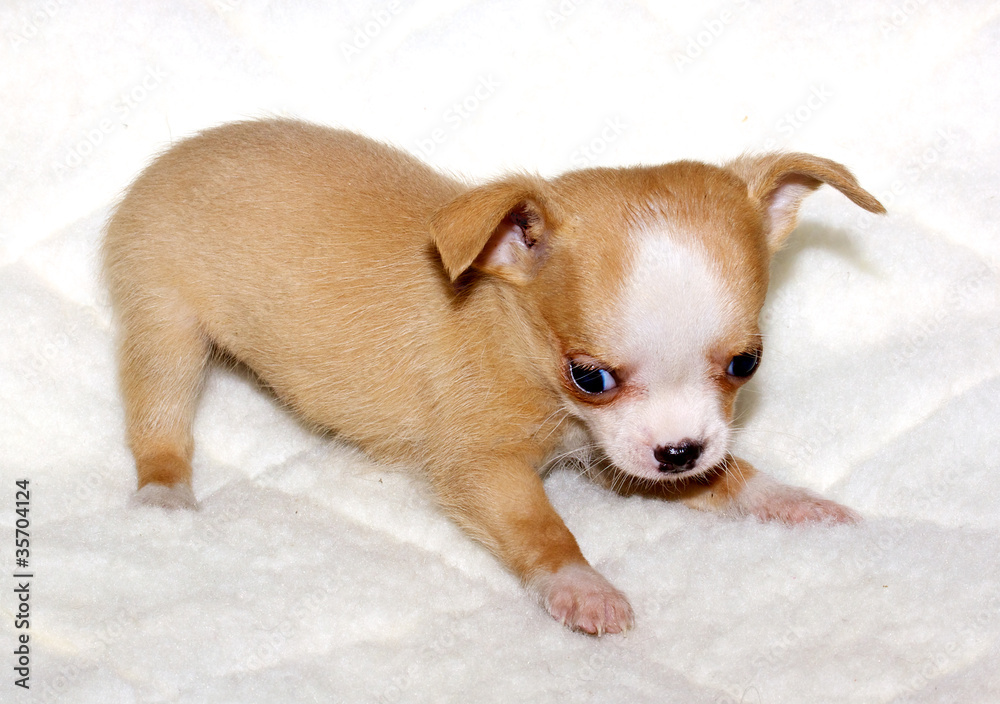 Chihuahua puppy