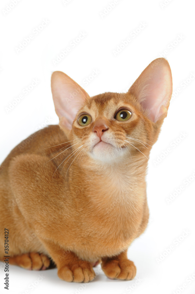 Sorrel abyssinian cat isolated on white