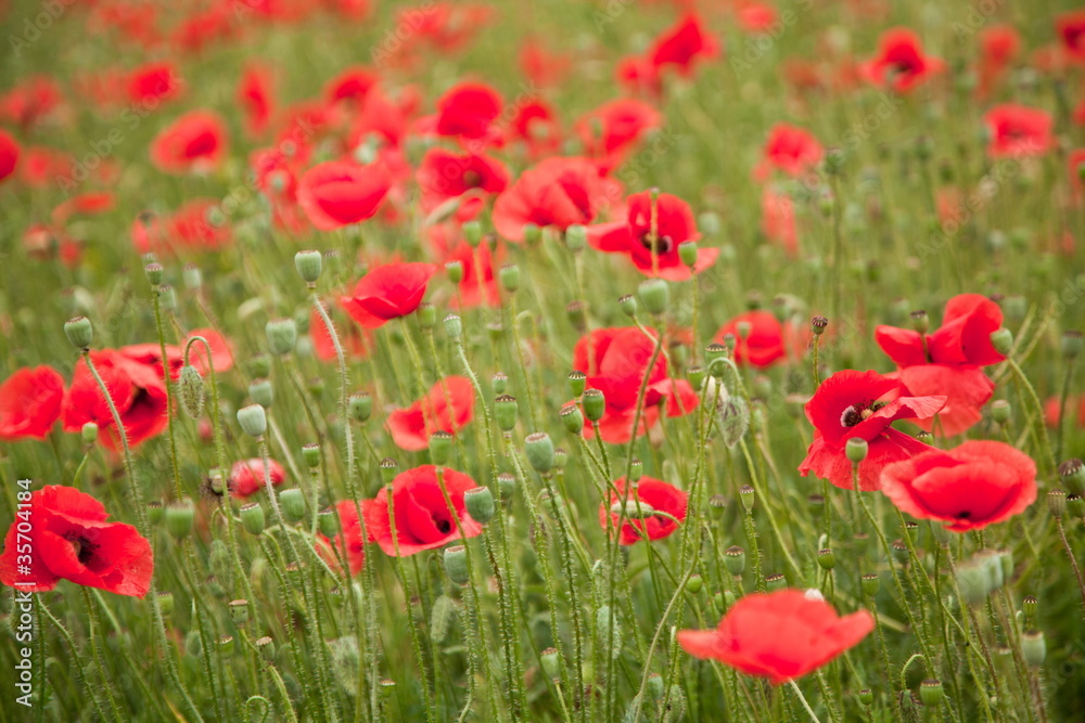 Field of wild poppy flowers.