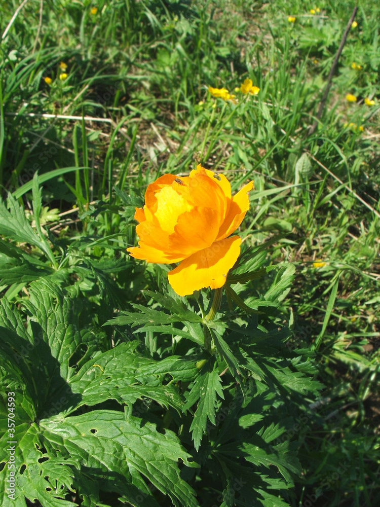 Altai globe flower, Siberian, Asian (Tróllius, cooking, lights) Altai globe flower, Siberian, Asian (Tróllius, cooking, lights)
