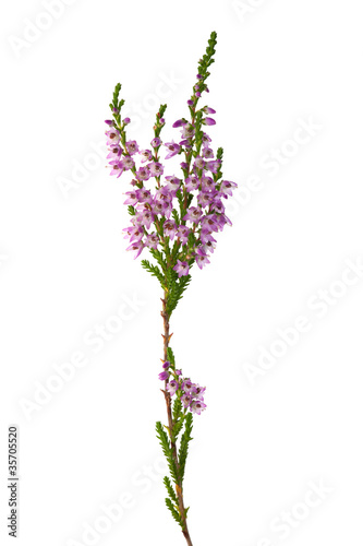 purple isolated heather branch