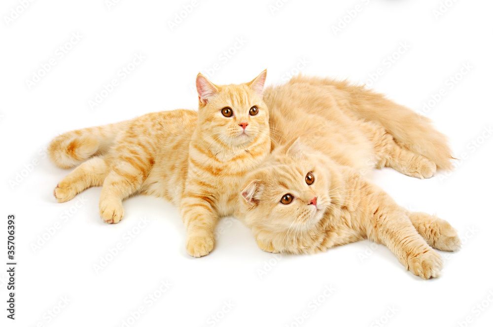 Obraz premium Two scottish cats