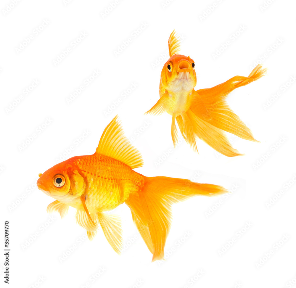 Goldfishes Goldfishes