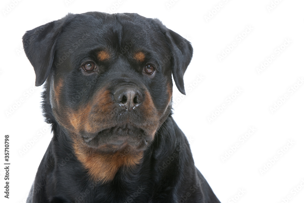 tête de rottweiler