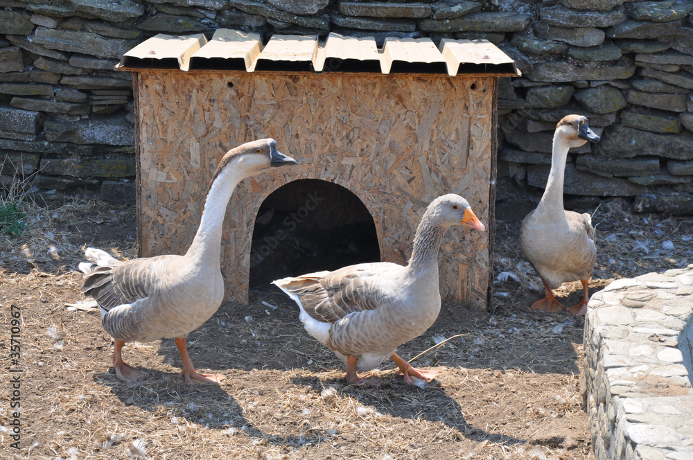 Gęsi w zagródce