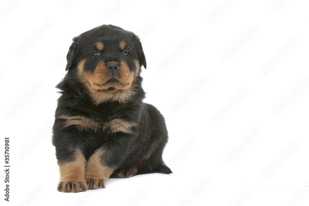 beautiful puppy rottweiler
