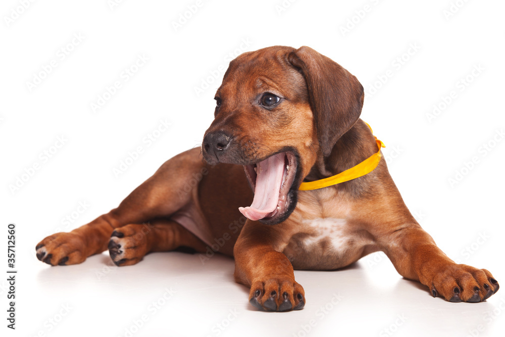 Ridgeback isolated on white Ridgeback isolated on white