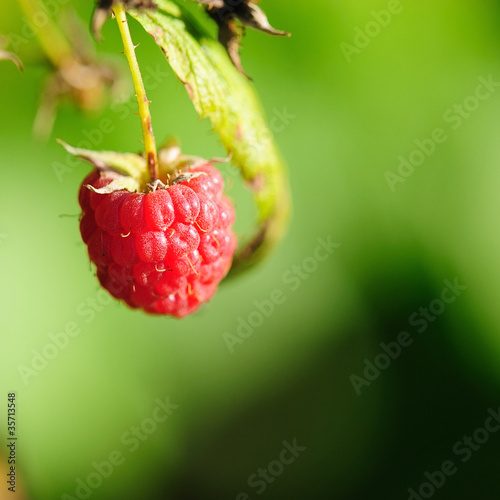 himbeeren 109 photo