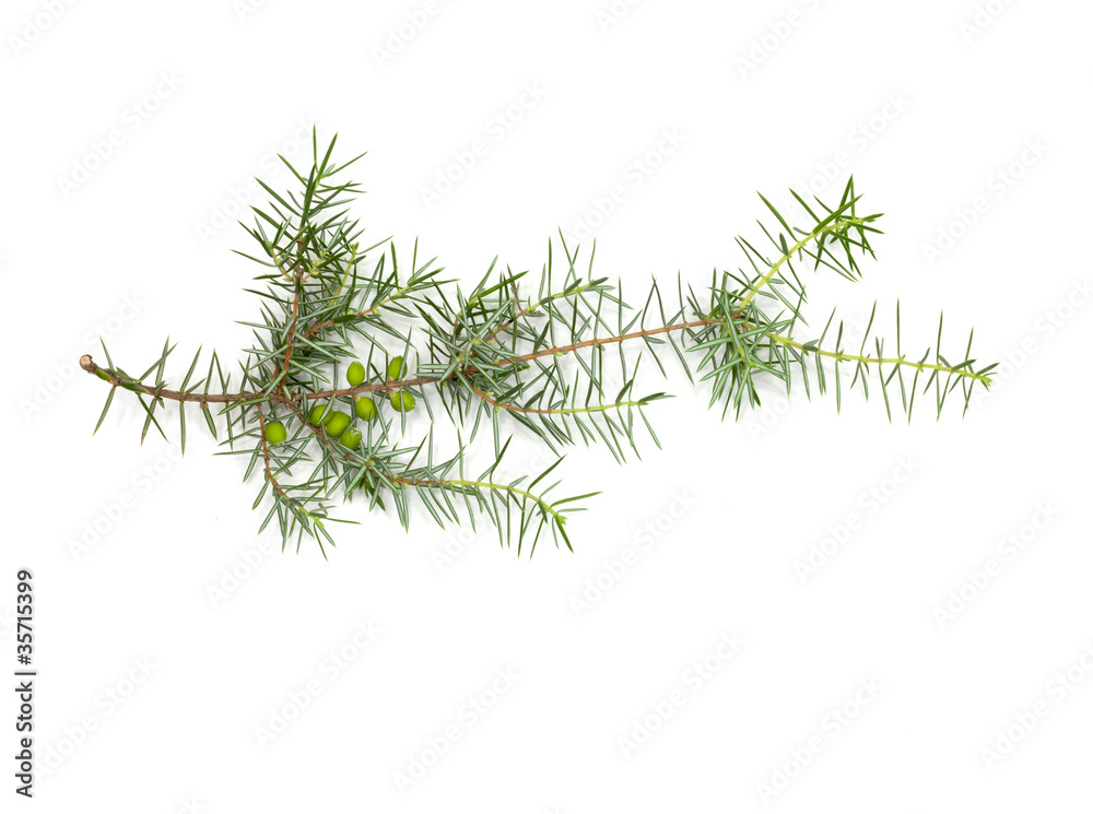 Fototapeta premium Christmas green framework isolated on white background