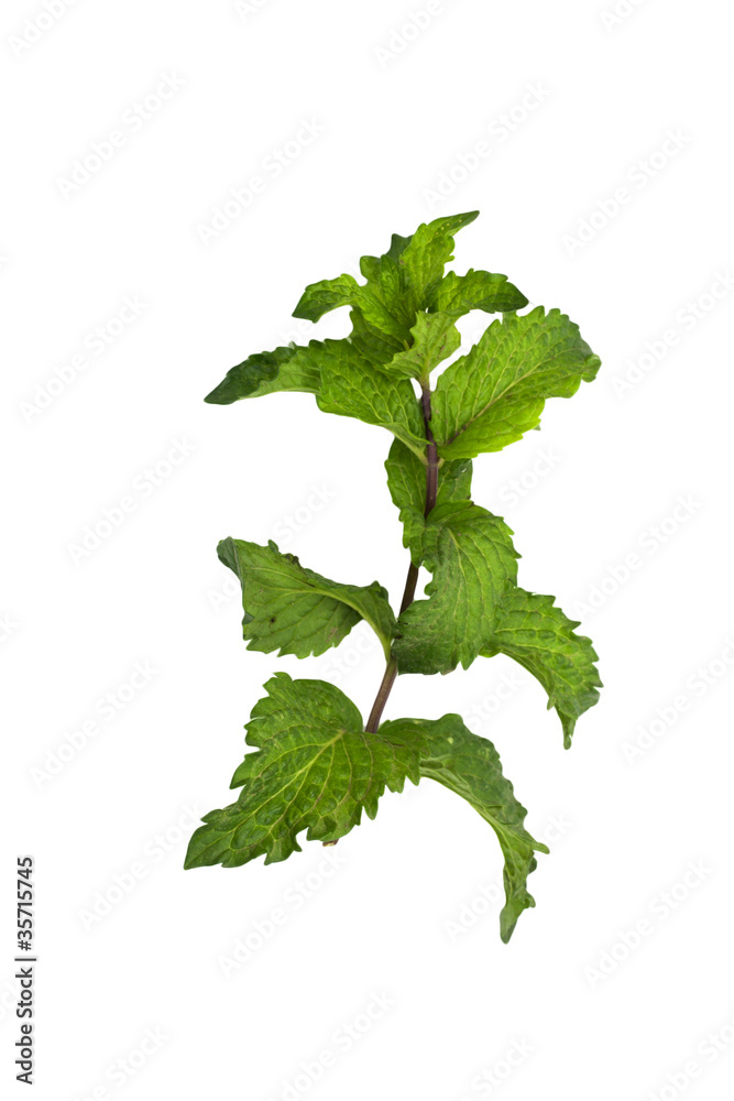 Naklejka premium mint on a white background