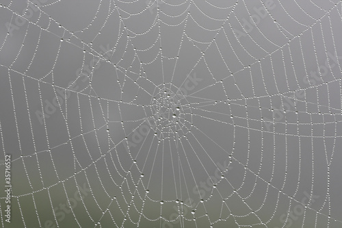Tautropfen im Spinnennetz
