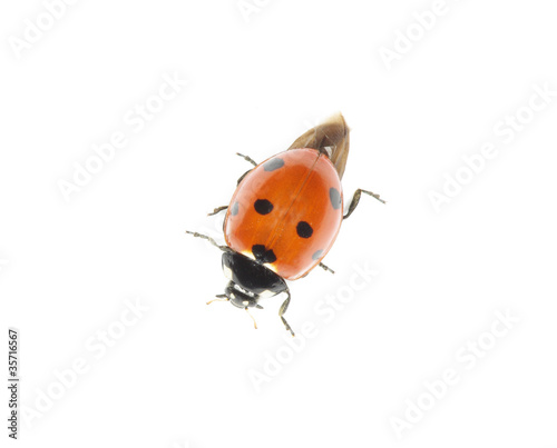 ladybug © photolink