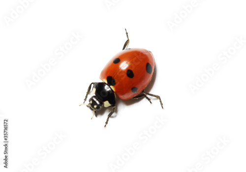 ladybug © photolink