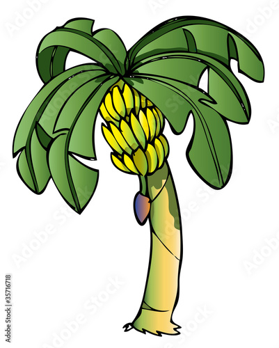 Banana tree_2