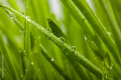 Drops on grass