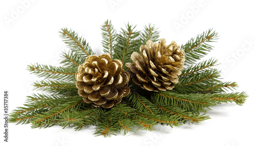 Two cones on twigs of the spruce