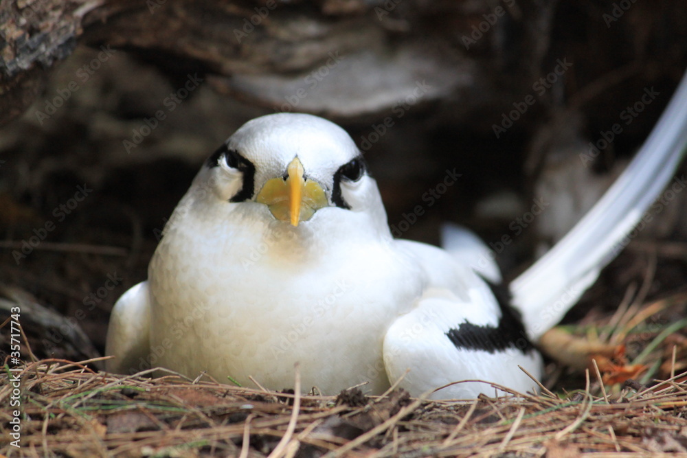 Pailleenqueue des Seychelles Photos Adobe Stock