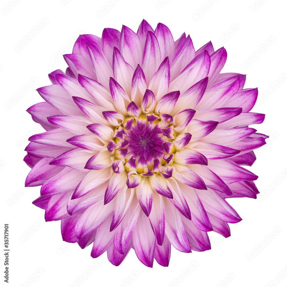Fototapeta premium violet/white dahlia