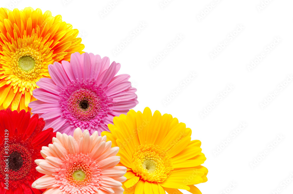 gerber flower isolated on white background gerber flower isolated on white background