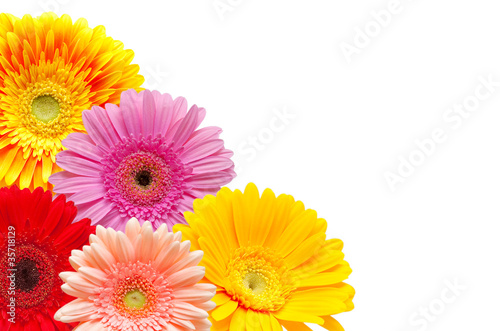 Fototapeta Naklejka Na Ścianę i Meble -  gerber flower isolated on white background