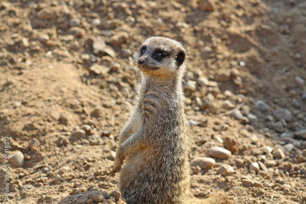wild meerkat wild meerkat