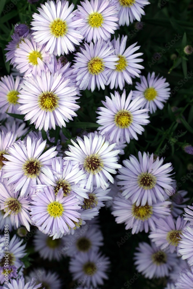 aster