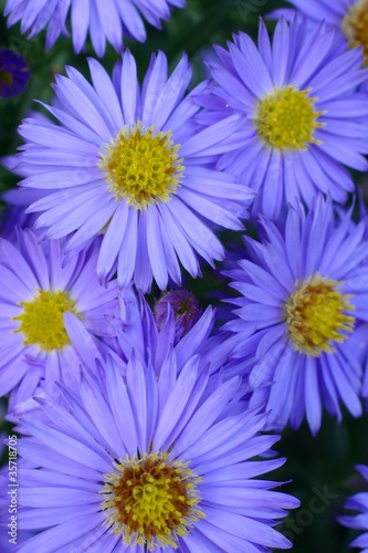 aster