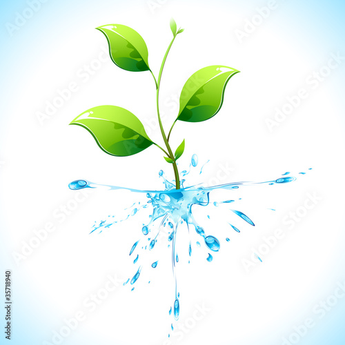 Watery Plant