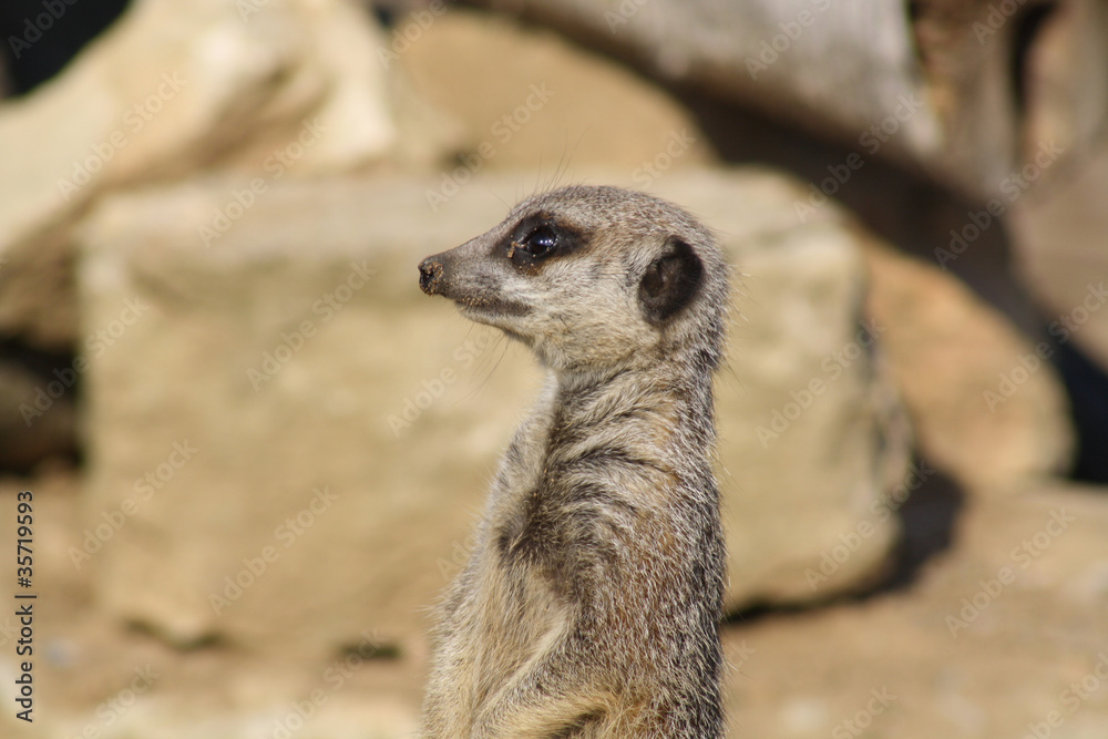 Fototapeta premium a stunning meerkat
