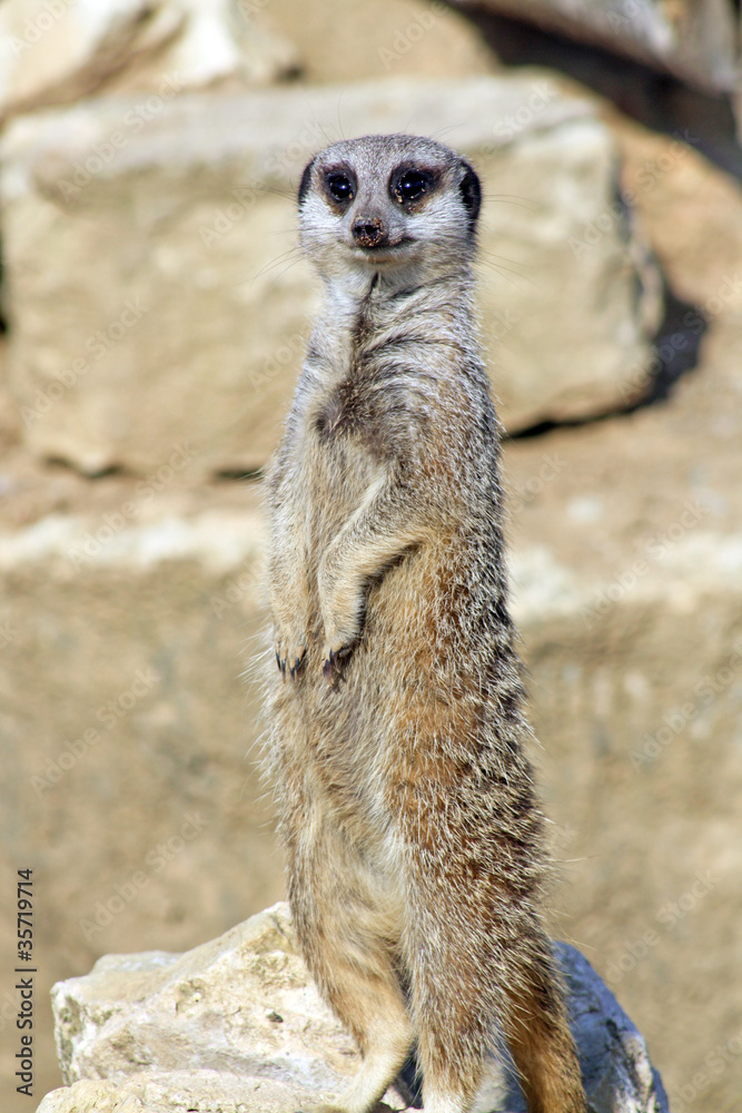 Fototapeta premium stunning meerkat