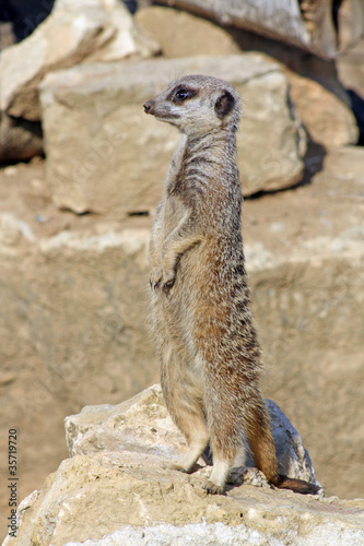 stunning wild meerkat © lizascotty