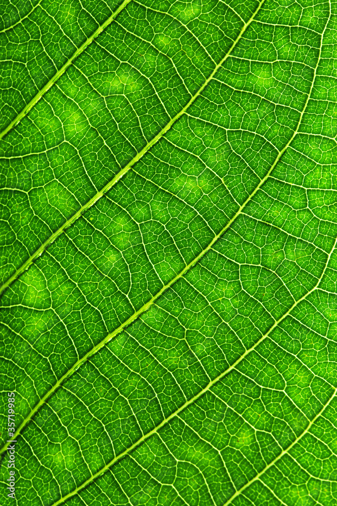 Green leaf texture. Macro Green leaf texture. Macro