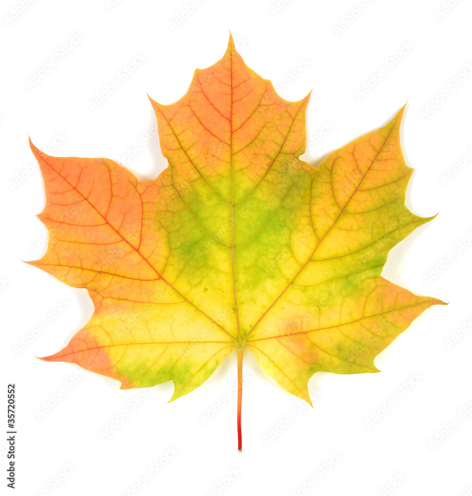 autumn leaves autumn leaves