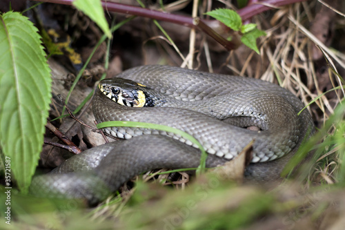 grass snake in forest environment