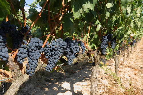 viñedo Rioja