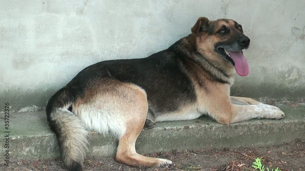 Panting dog Panting dog