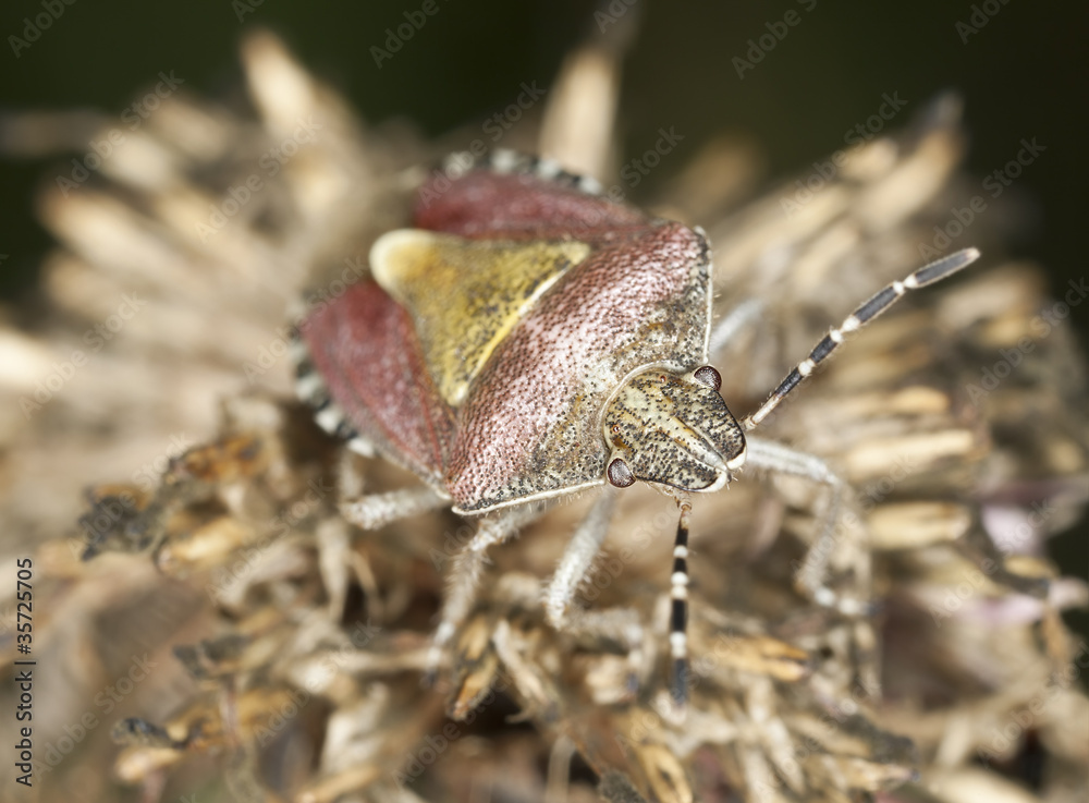 Shield bug sitting on overblown thistle, macro photo Shield bug sitting on overblown thistle, macro photo
