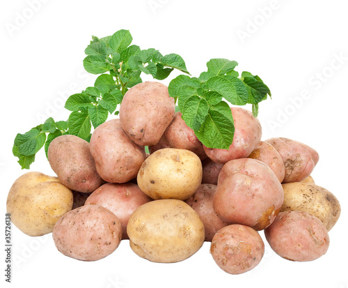 Fresh potatoes with leaves