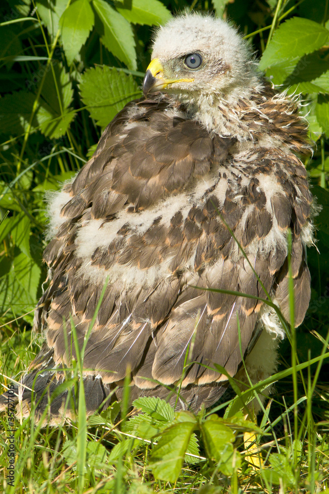 Obraz premium Common buzzard, immature (Buteo buteo)