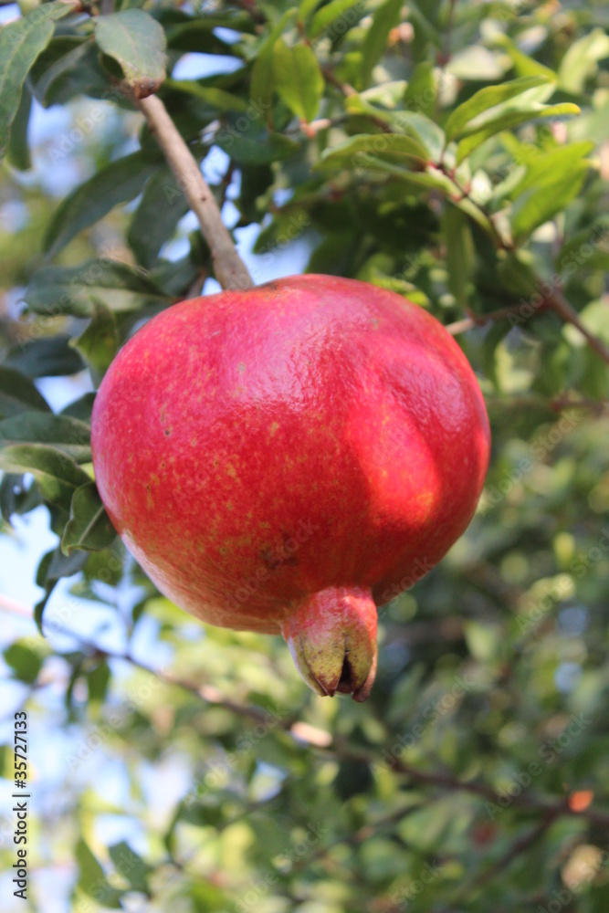 Red pomegranate on the tree Red pomegranate on the tree