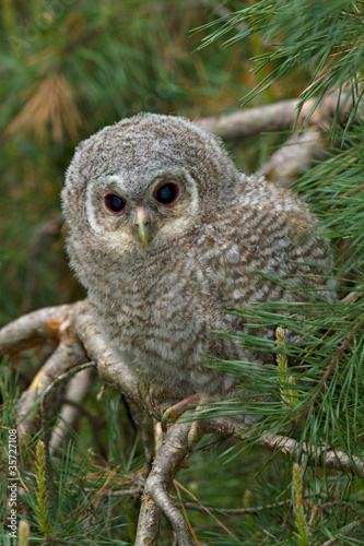 Wild baby Tawny owl sitting on a branch   Strix aluco
