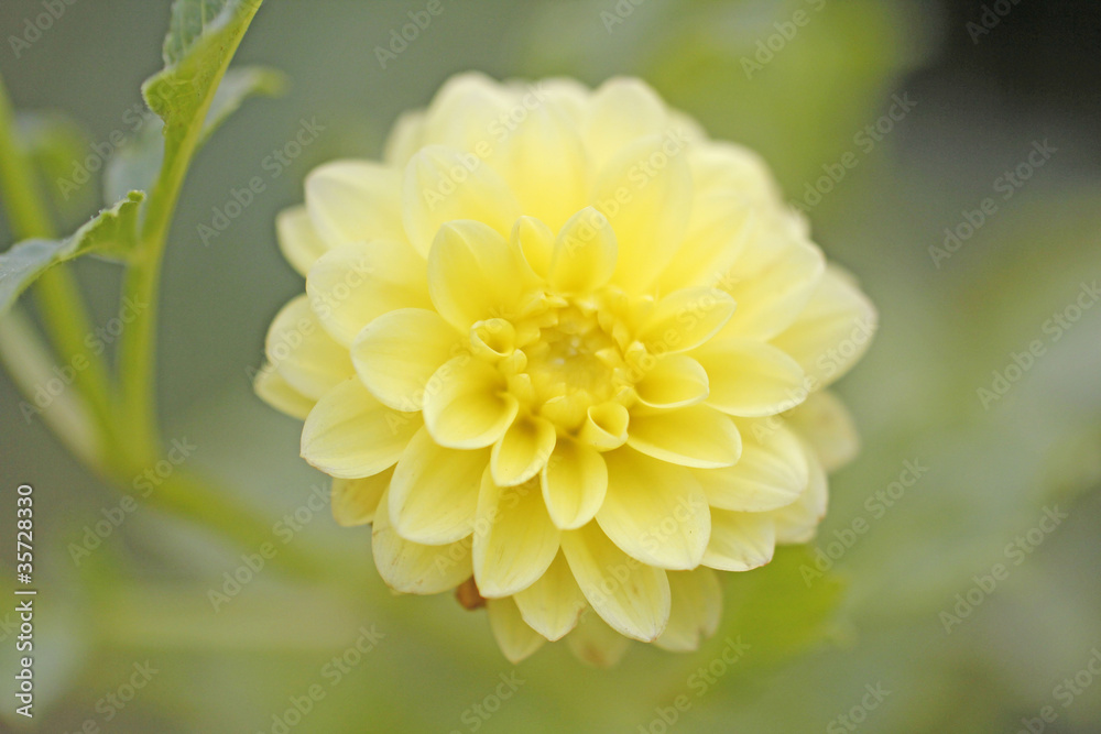 Fototapeta premium ダリアの花