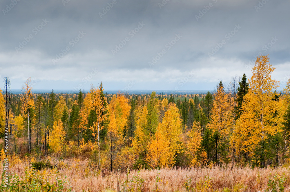 Taiga (boreal forest), Komi region, Russia. Taiga (boreal forest), Komi region, Russia.