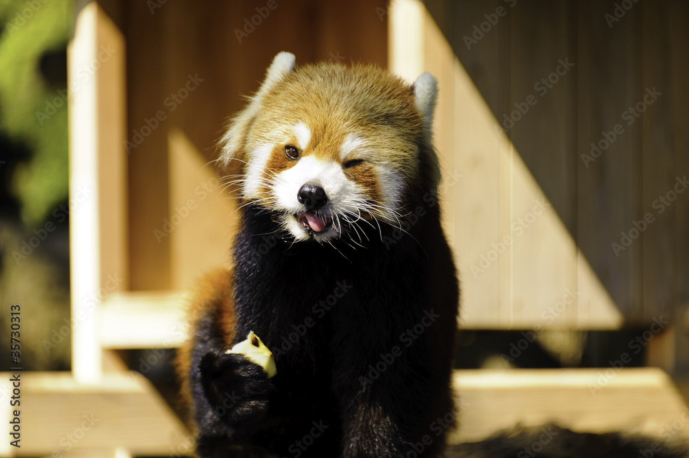 Obraz premium ウィンクするレッサーパンダ