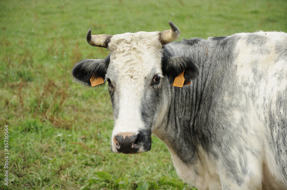 white and grey cow on grass, ardennes white and grey cow on grass, ardennes