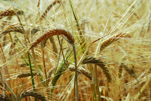 Epis de blé murs