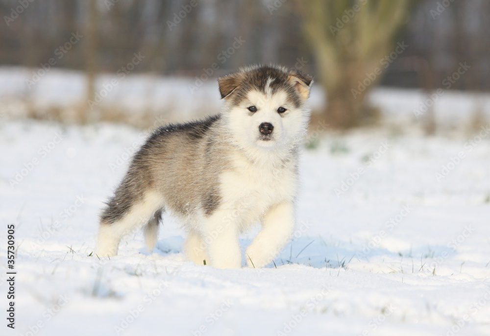 beautiful young alaskan malamute on the snow