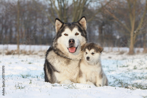 Obraz na płótnie alaskan malamute et son bébé dans la neige w salonie
