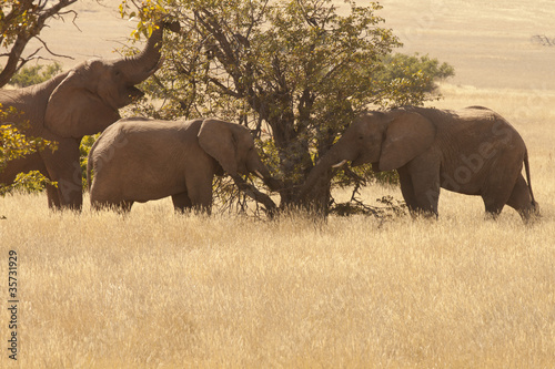 Elefanti del deserto photo